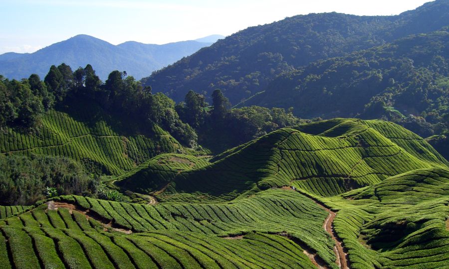 Tea Plantation in Cameron Highlands