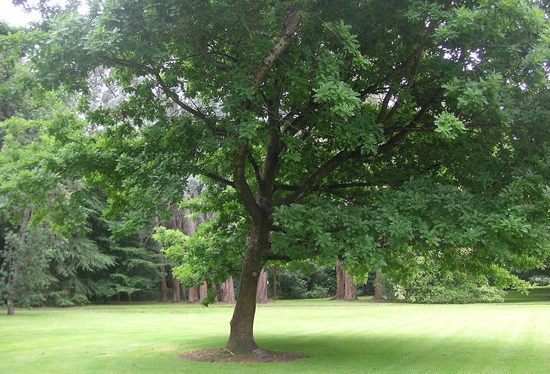 Queens Park in Invercargill