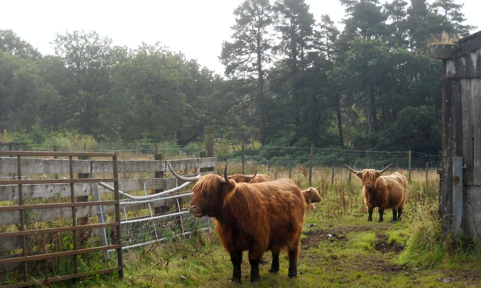 Highland Cattle