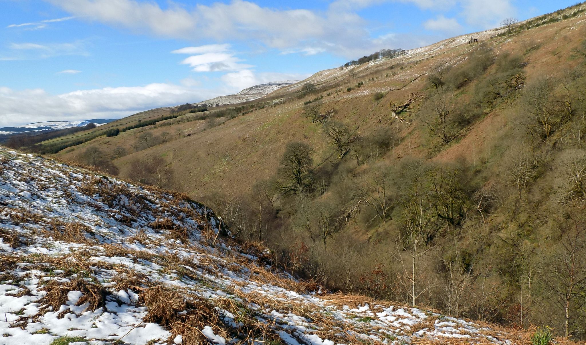 Campsie Glen from Crow Road