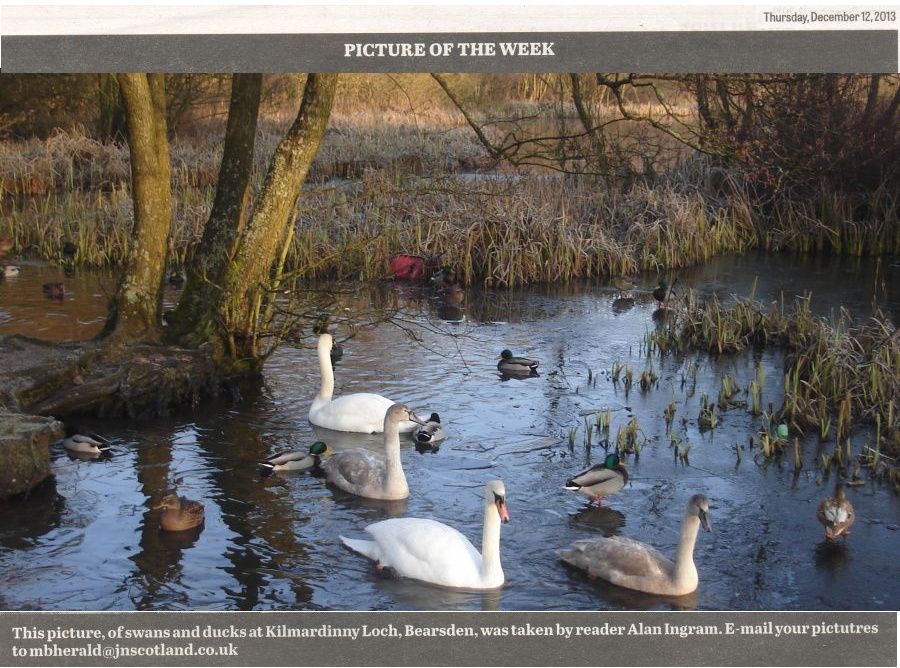 Swans at Kilmardinny Loch in Bearsden