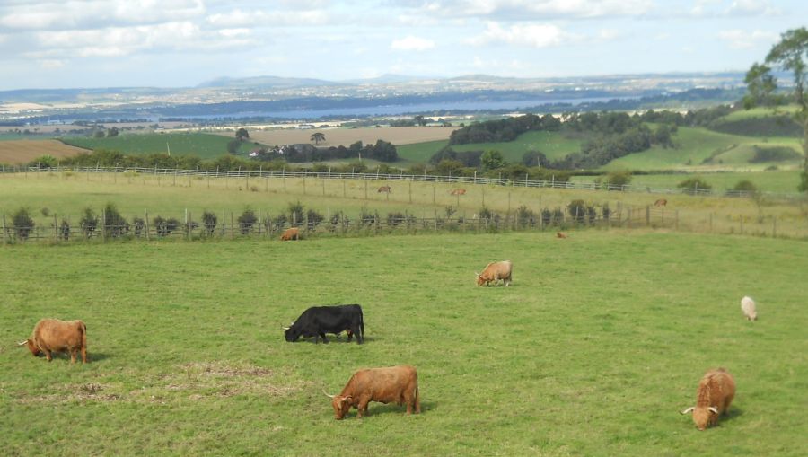 Highland Cattle in Beecraigs Country Park