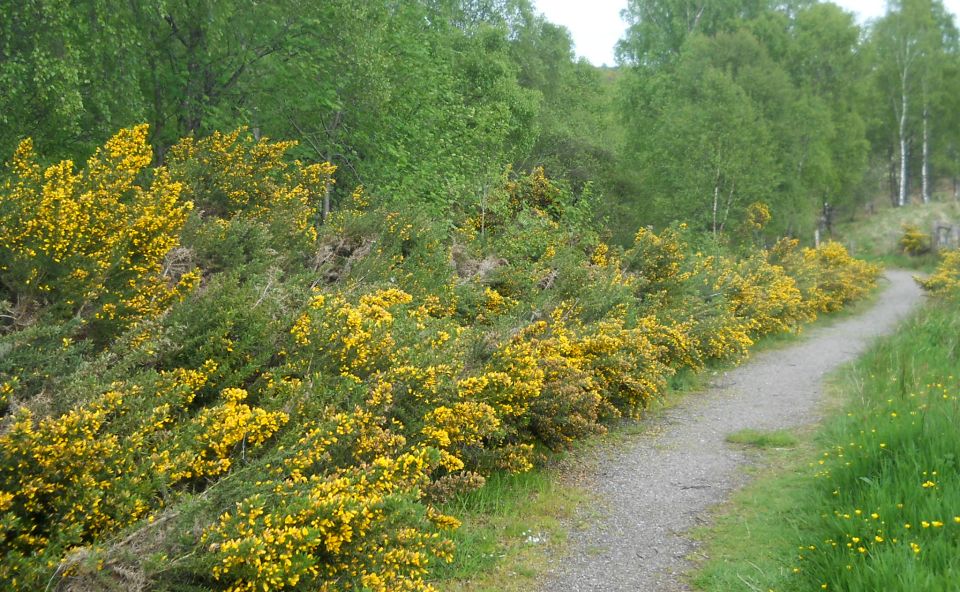 Trail to Little Drum Wood from Brig O'Turk