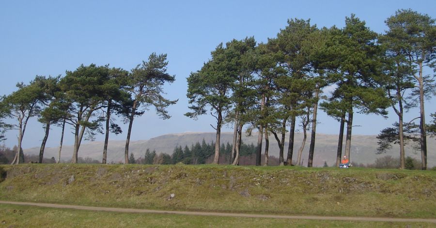 Scots Pine in Mugdock Country Park