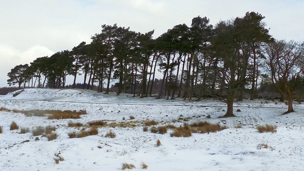 Scots Pine in Mugdock Country Park