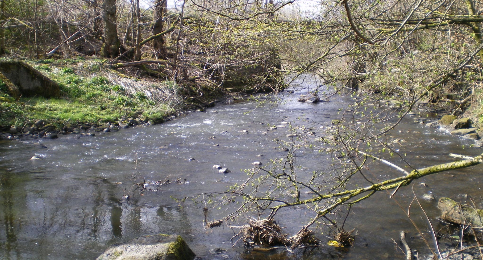 Bothlin Burn  beside the Strathkelvin Railway Path